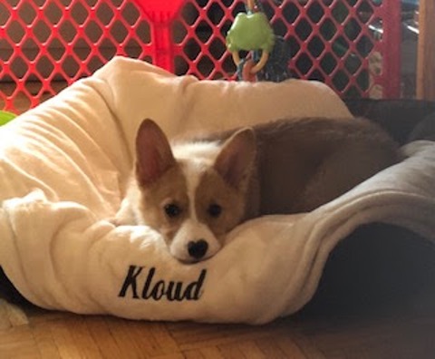 Dog in its bed with the word 'Kloud' on it